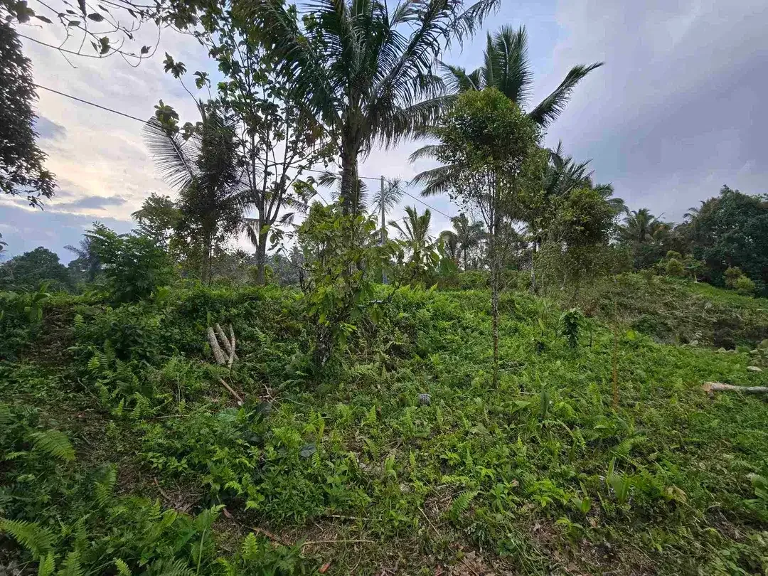 Dijual tanah kosong murah di tabanan bali - Image 10 of 10