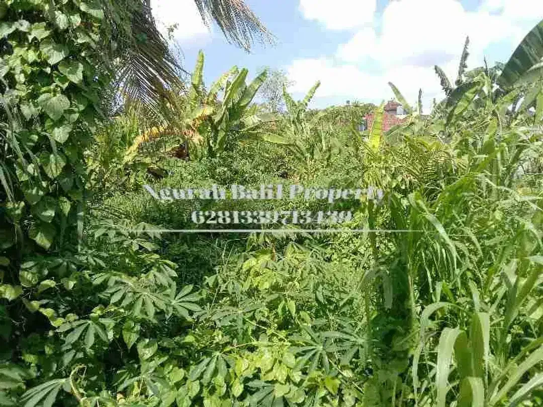 Land For Rent 4,5 Are Kawasan Villa Berlokasi di Ubud Selatan - Image 4 of 4