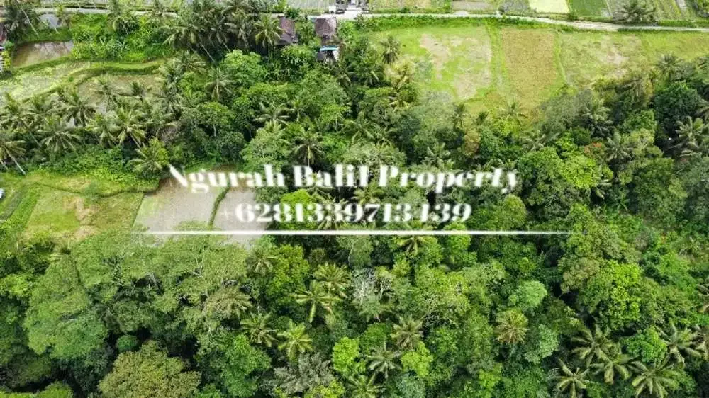Jual Tanah Murah Luas 5700 m2 View Sungai dan Hutan Lingkungan Villa di Pejeng Kangin - Image 4 of 6