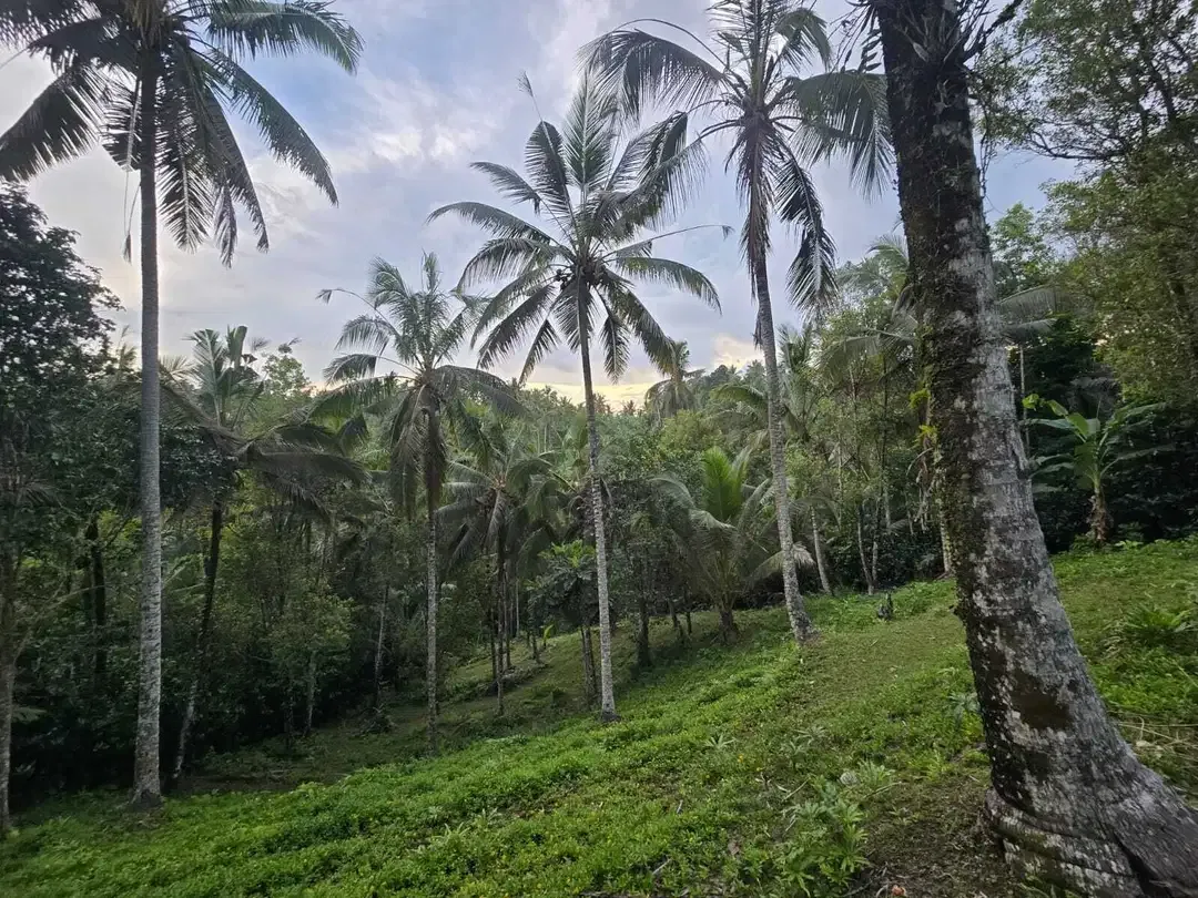 Dijual tanah kebun subur dengan view jugle dan los sungai kecil - Image 5 of 10