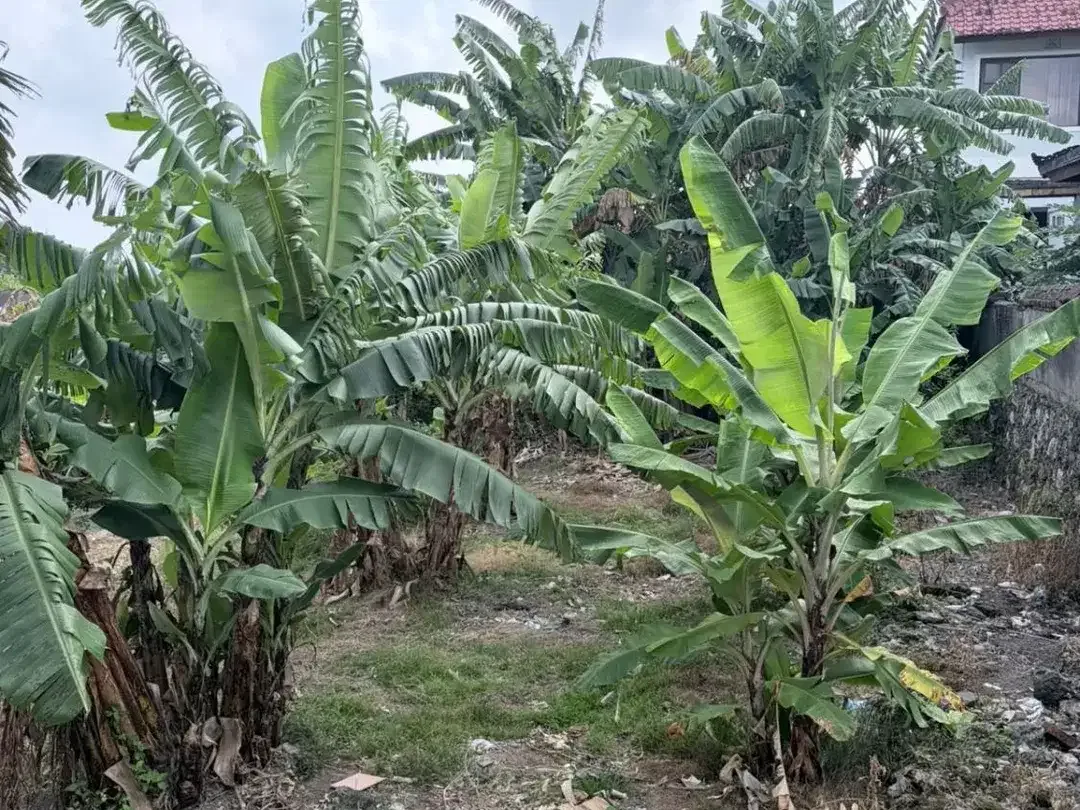 DIJUAL TANAH – PADONAN, DALUNG - Image 4 of 5