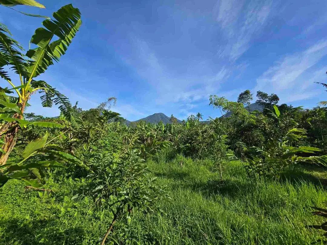 Dijual tanah murah view gunung cantik di tabanan bali - Image 3 of 10
