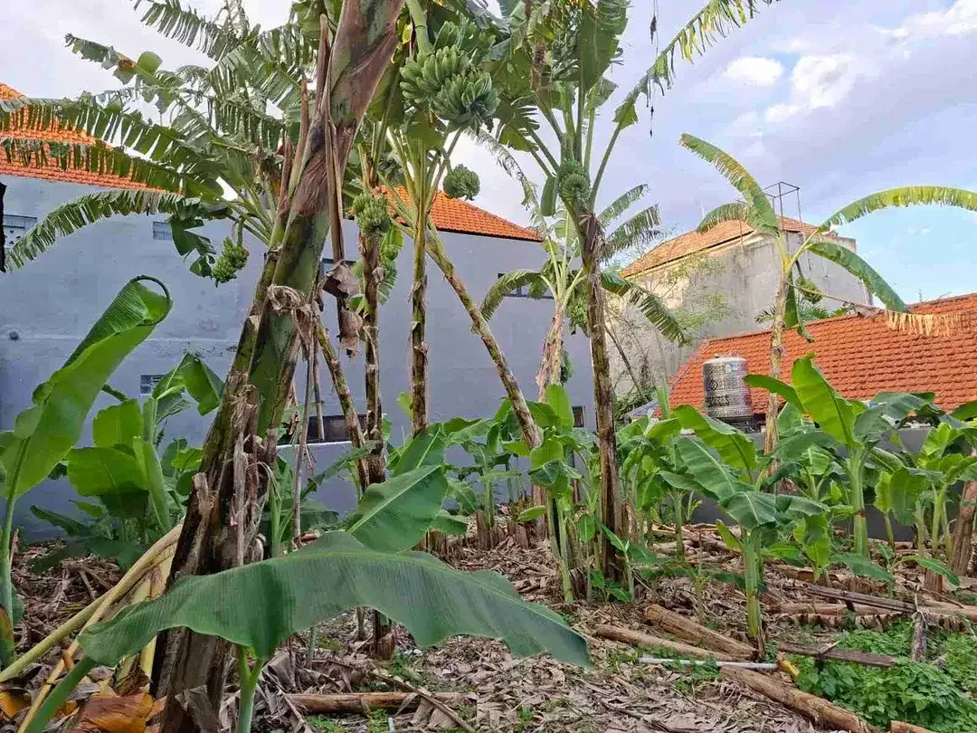 Jual Tanah Luas 1.8are/180m² Lokasi Premium Gang, Jalak Berawa Canggu area Investasi.yt - Image 1 of 6