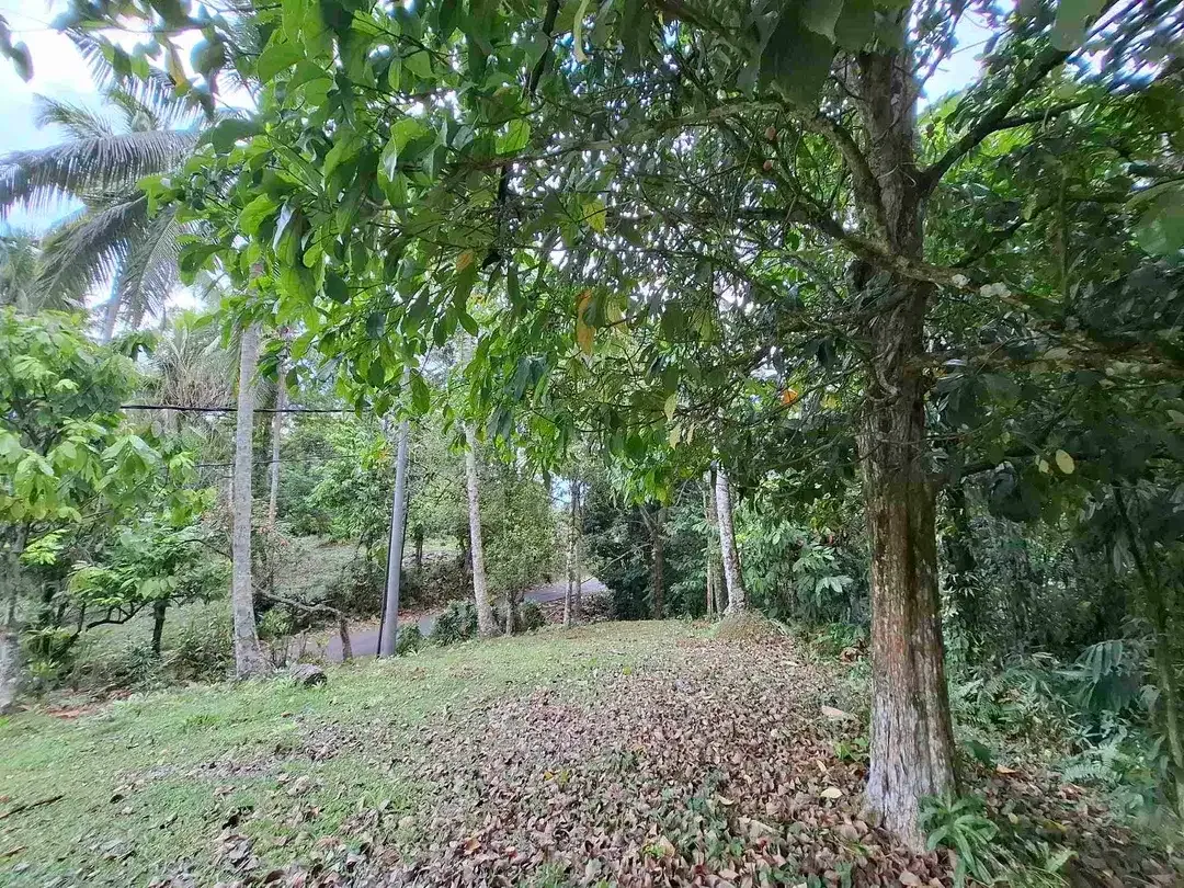 tanah kebun luasan kecil los sungai zona kuning atau zona pemukiman penduduk sudah daerah wisata di tabanan - Image 7 of 9