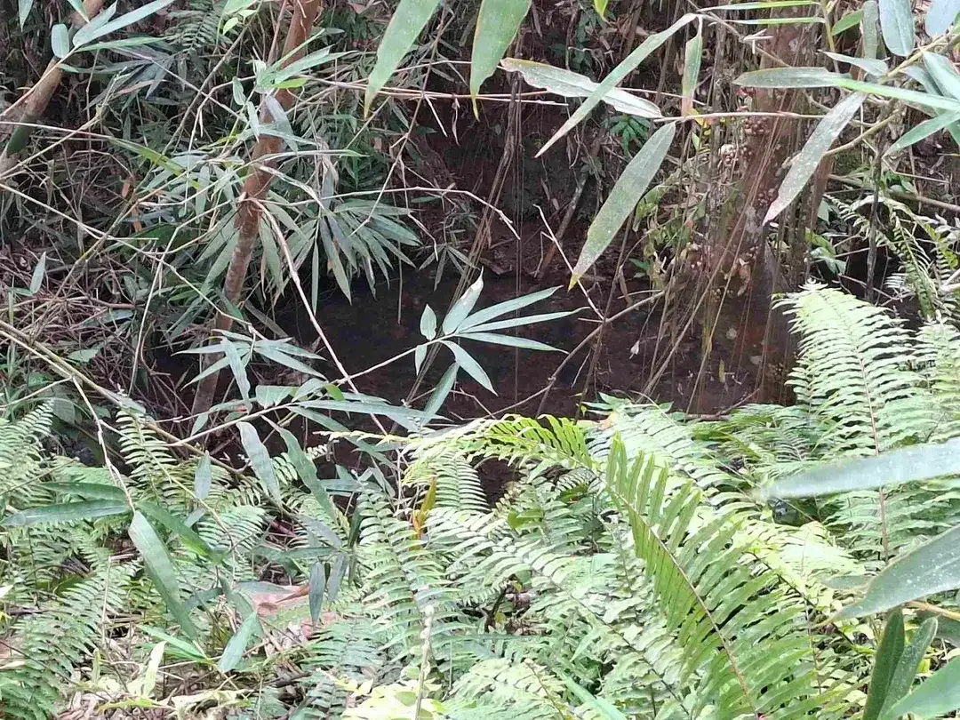 tanah kebun luasan kecil los sungai zona kuning atau zona pemukiman penduduk sudah daerah wisata di tabanan - Image 5 of 9