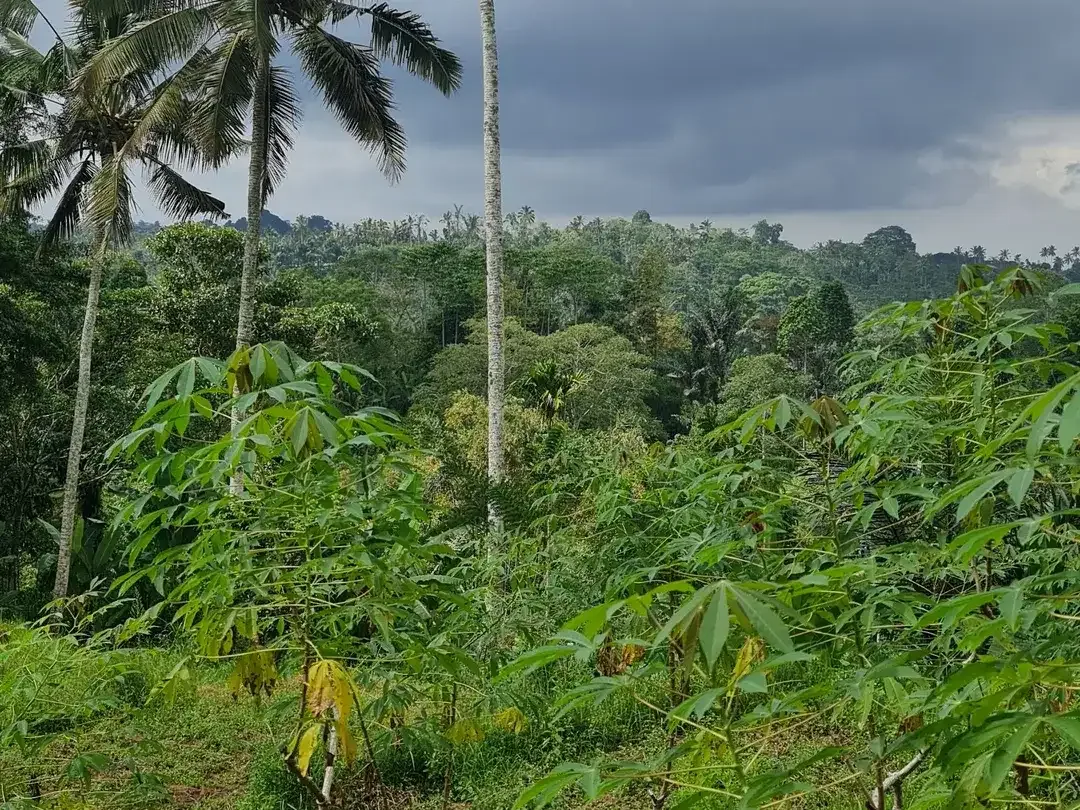 Jual TANAH 2.4 hektar di Payangan Ubud Gianyar Bali - Image 4 of 10