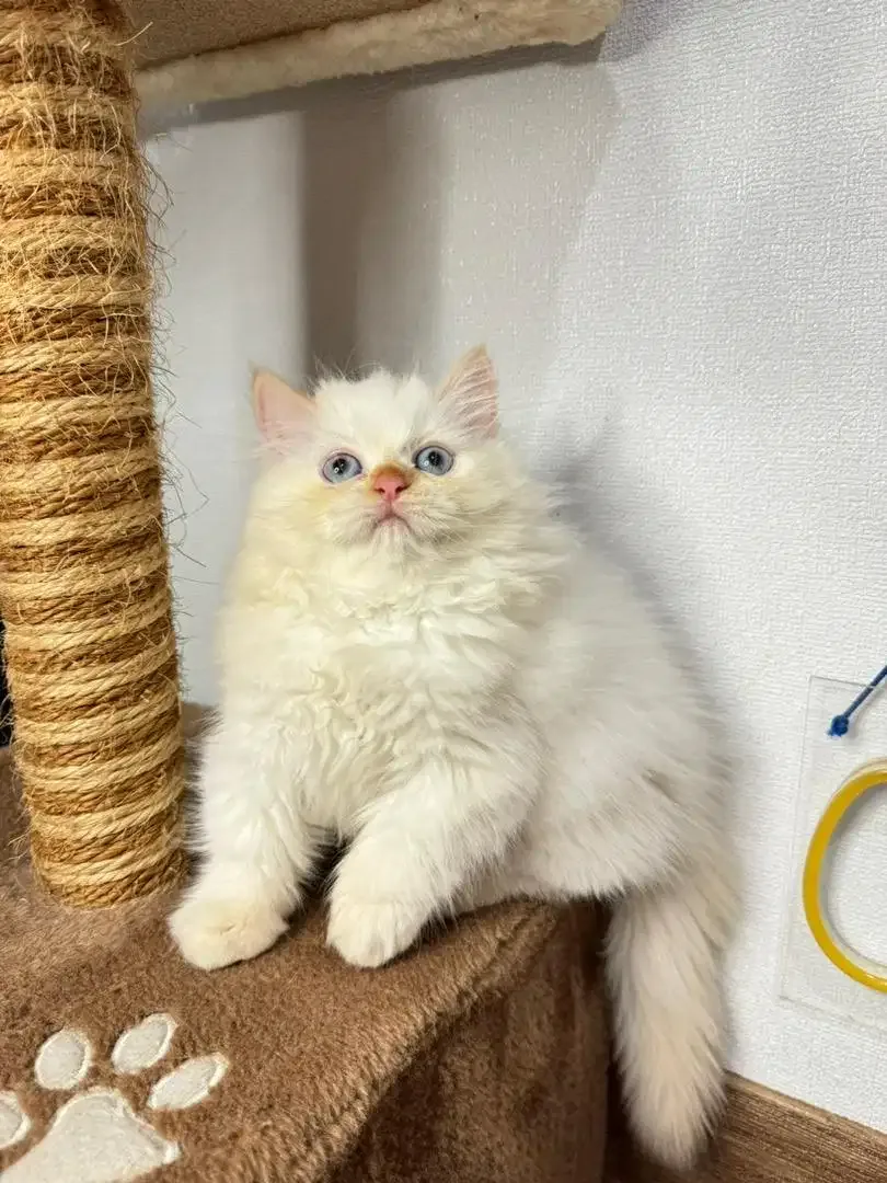 Kitten Kucing Persia - Image 3 of 5