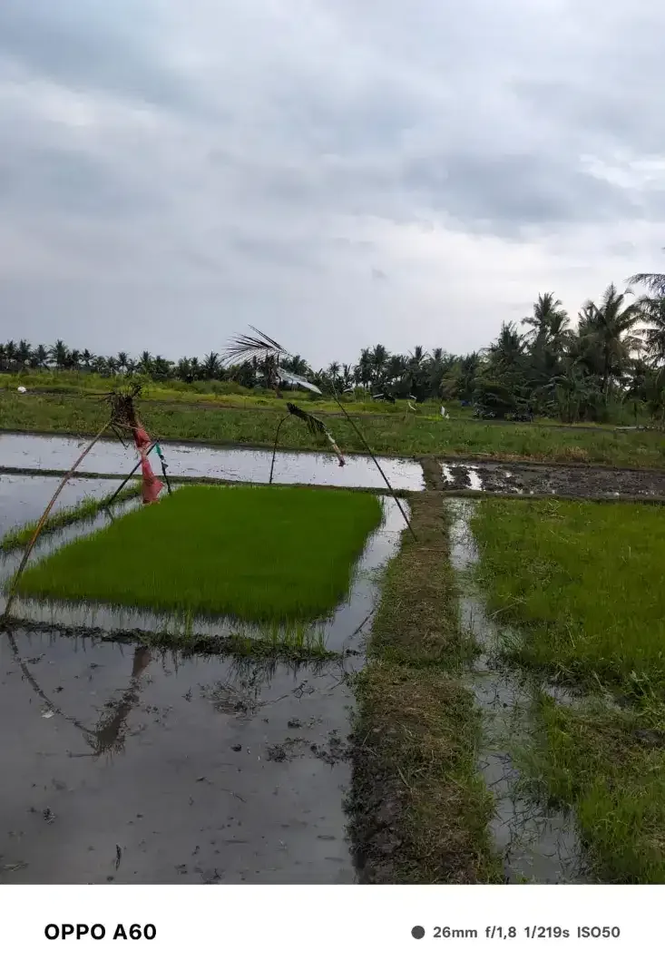 Ciputra Beach Resort Tanah Lot - Image 3 of 3