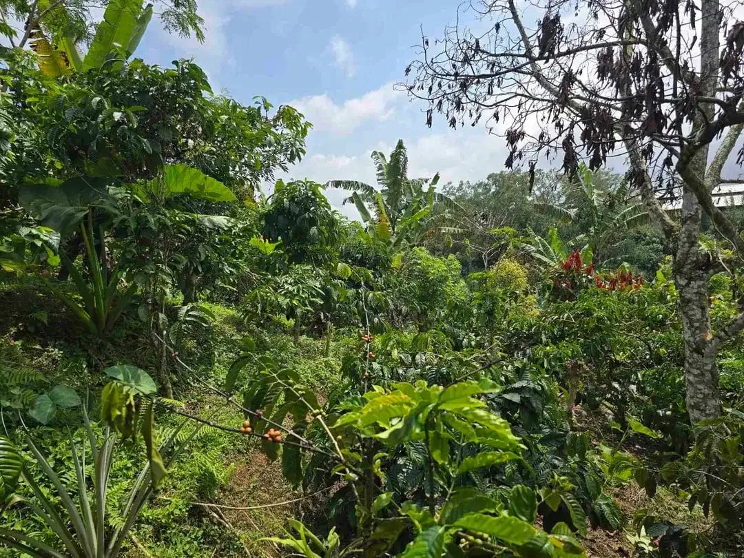 Dijual kebun kopi produktif trawat di tabanan bali - Image 4 of 10
