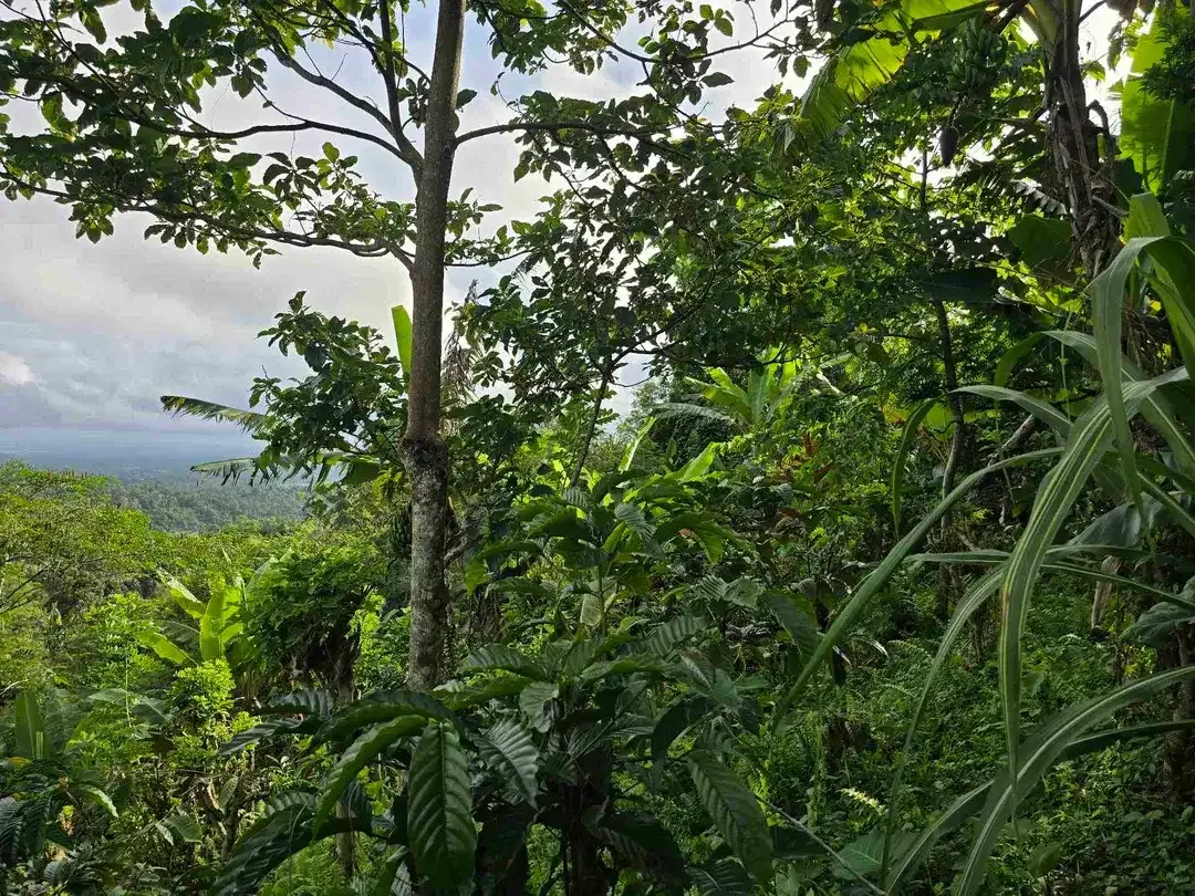 Dijual tanah view lembah dan gunung di tabanan bali - Image 9 of 10