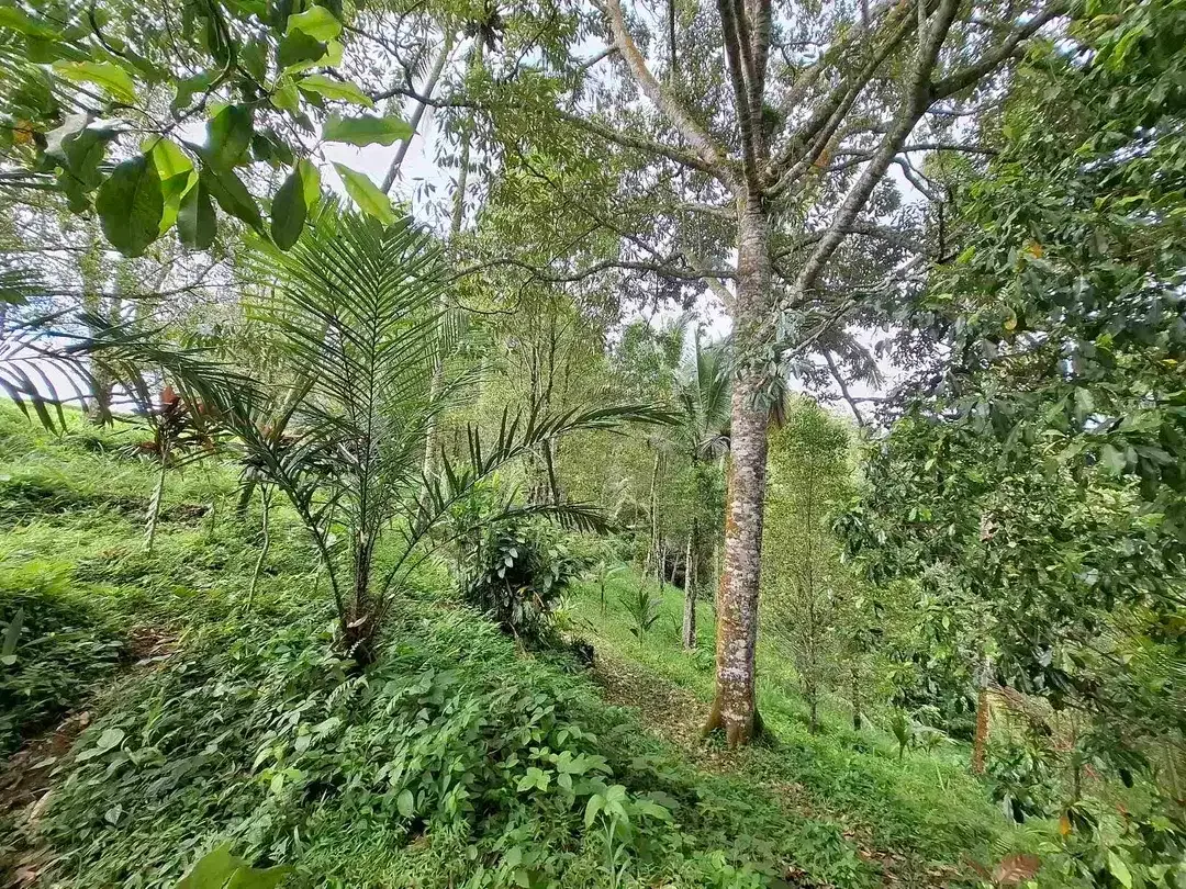 tanah kebun murah view sawah berada di kecamatan selemadeg tengah - Image 3 of 10