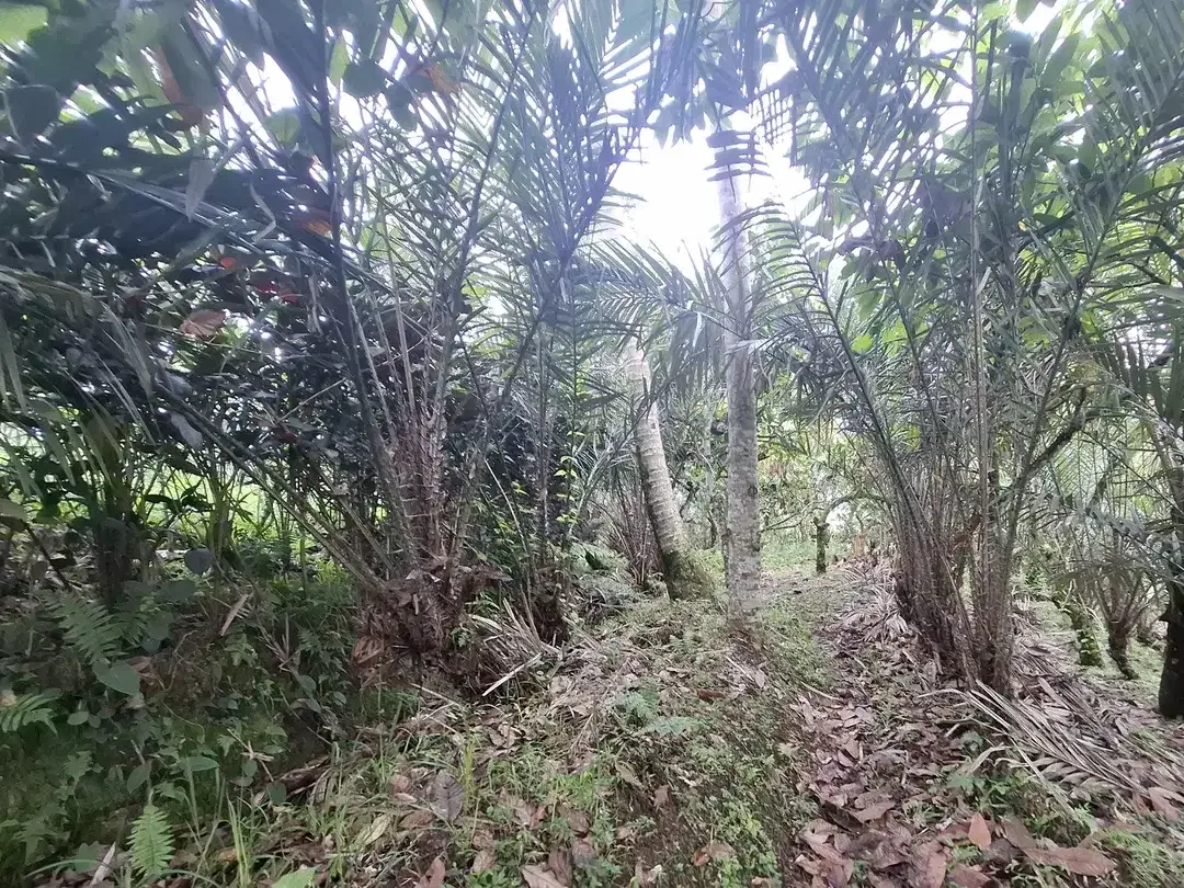 Dijual tanah kebun salak di selemadeg tabanan bali - Image 3 of 8
