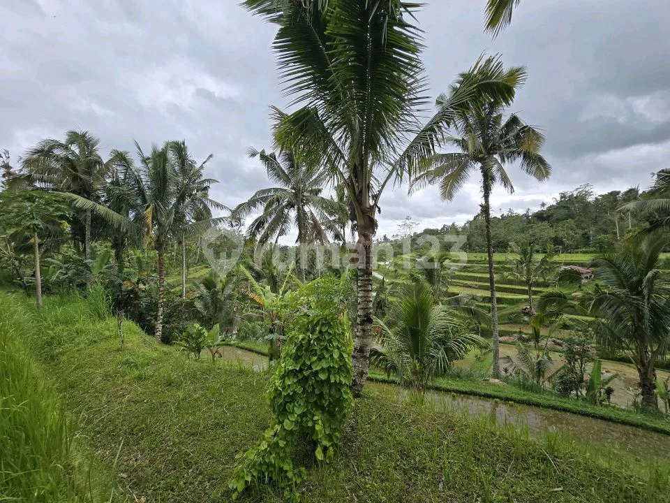 Dijual Tanah Bonus Bangunan View Sawah dan Gunung di Bali - Image 2 of 4