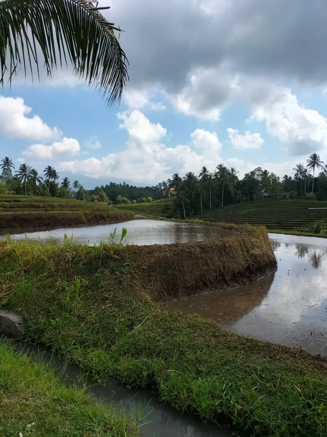 Dijual Murah Tanah SHM Lt 4300 m2 di Penebel Tabanan Bali - Image 3 of 5