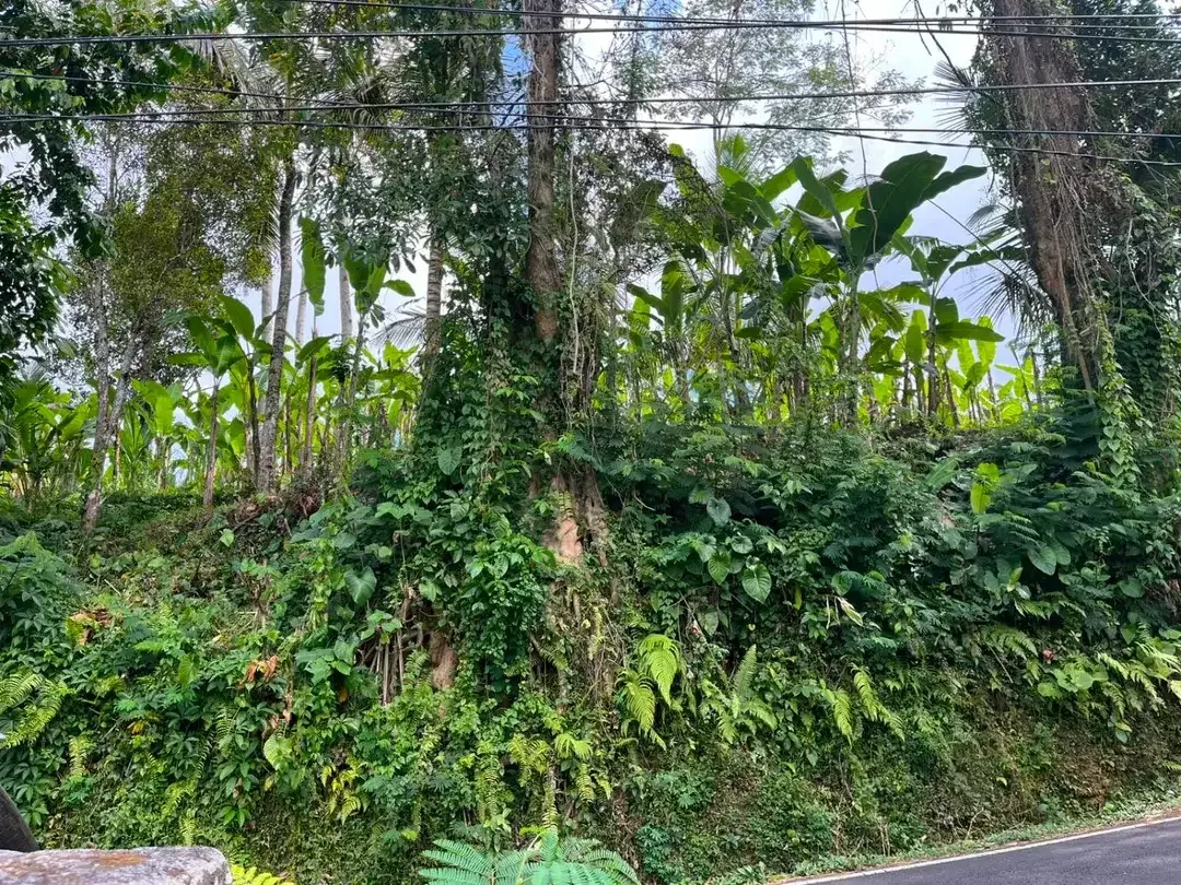 DIJUAL TANAH PREMIUM – PINGGIR JALAN UTAMA DESA BUAHAN, PAYANGAN – GIANYAR - Image 10 of 10