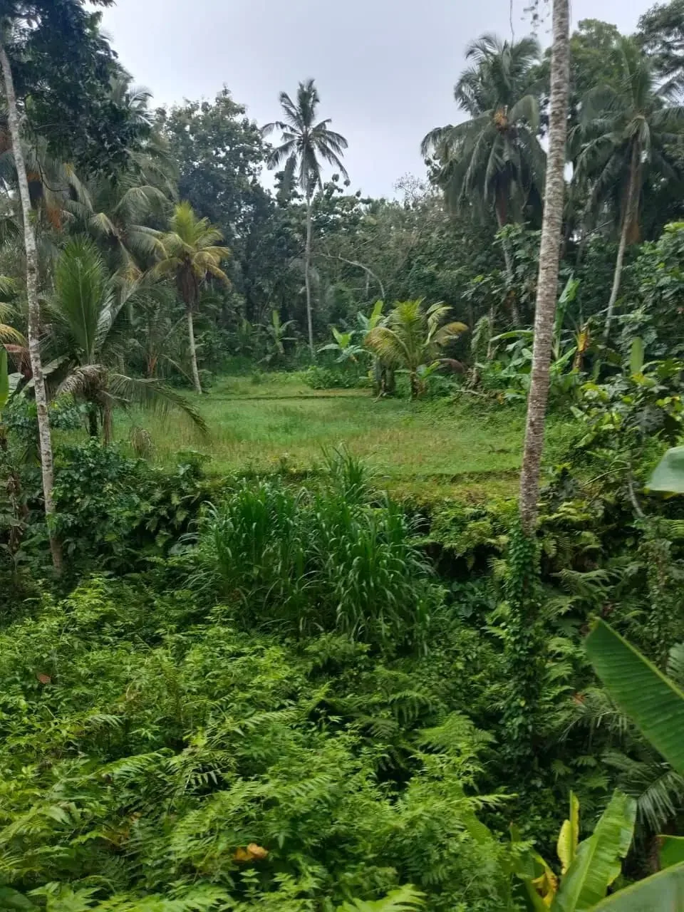 Tanah 5200m² View Jungle dan Sawah Eksotis di Kendran Ubud - Image 2 of 10