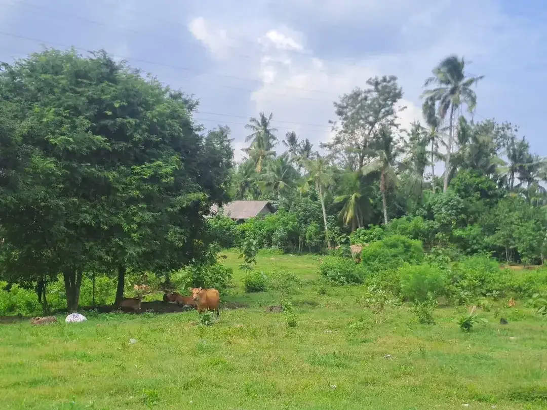 Lahan Istimewa & Prospektif: Tanah Luas 9.725 m² dengan View Gunung & Akses Strategis Denpasar–Gilimanuk - Image 3 of 5