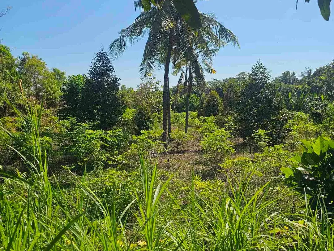 kebun durian datar cocok buat segala jenis tanaman dan murah dibawah pasaran - Image 3 of 8