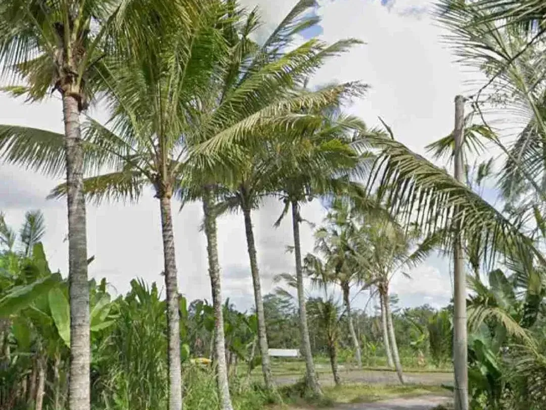 Jual Tanah kebun 33,6are jalan 8 aspal di Payangan Gianyar Ubud Bali - Image 3 of 10