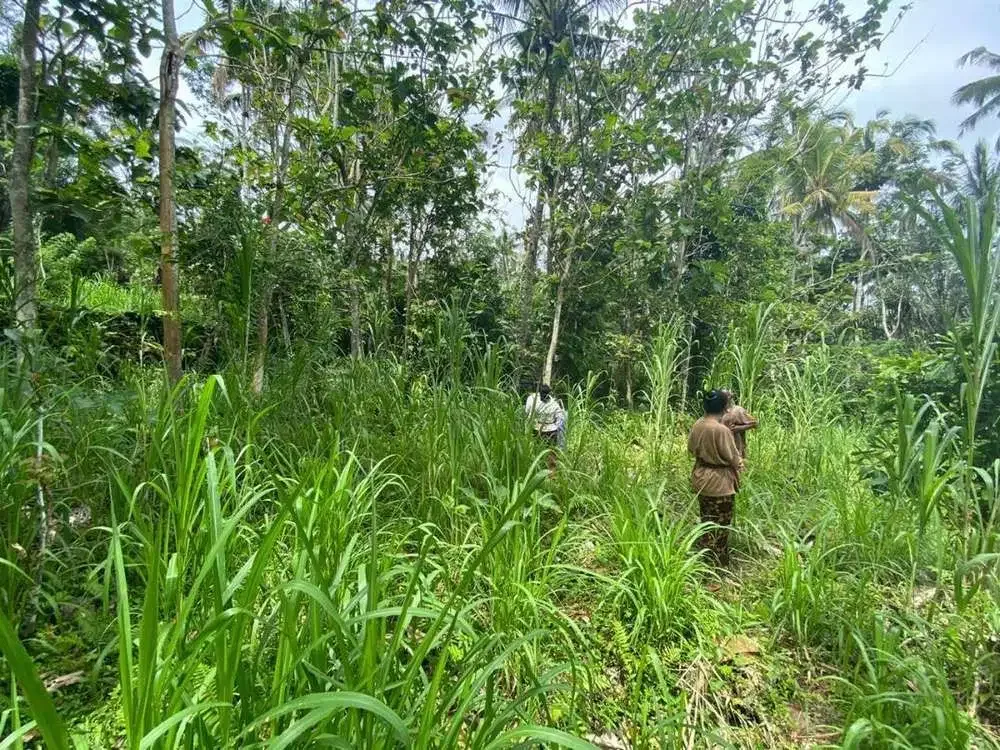 DIJUAL TANAH VIEW LEMBAH SUNGAI DI GIANYAR - Image 2 of 9