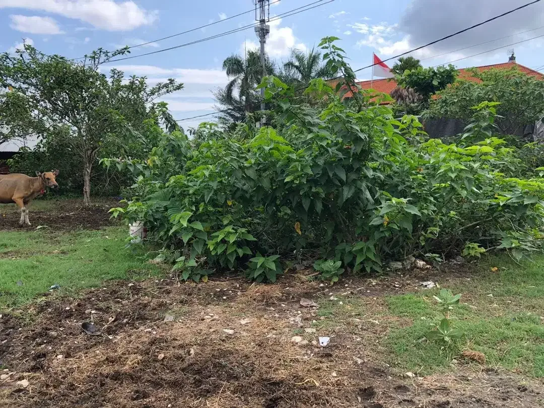Freehold - Rare Opportunity! Land in commercial located in Ubung Kaja, Denpasar Utara, Bali - Image 3 of 9