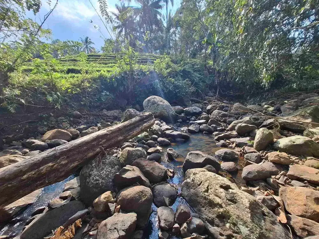 Tanah kebun murah dan strategis los sungai jernih berbatu mendapatkan view sawah di bibir sungai - Image 1 of 10