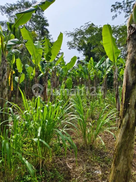 Dijual Tanah Strategis - Payangan, Ubud Utara Cocok untuk Vila - Image 3 of 4