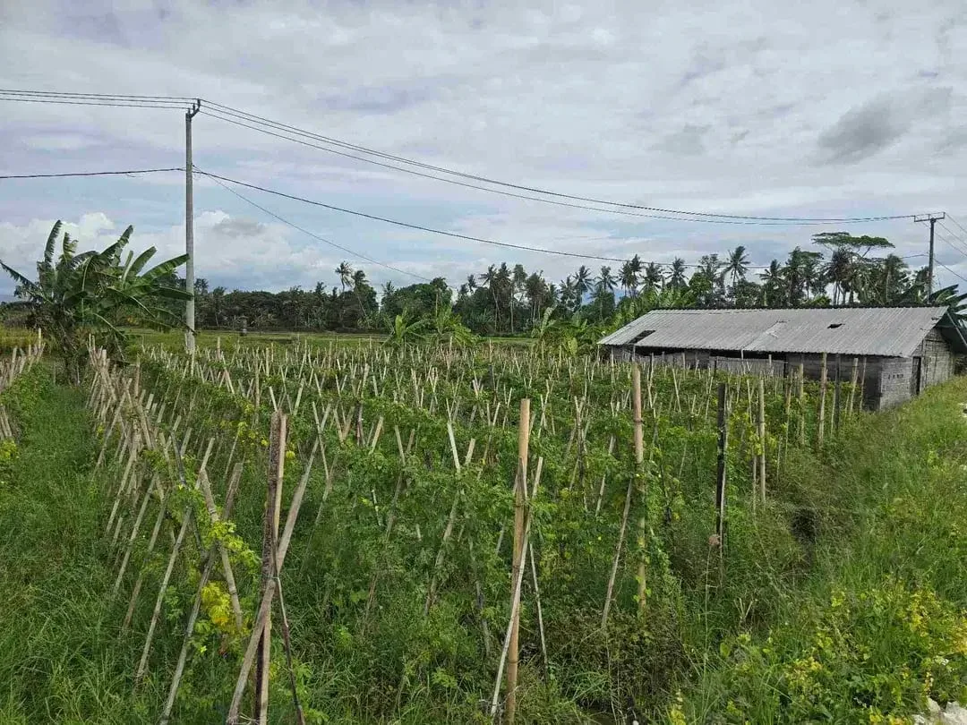 Dijual tanah kecil murah dekat pantai pasut tabanan bali - Image 8 of 10