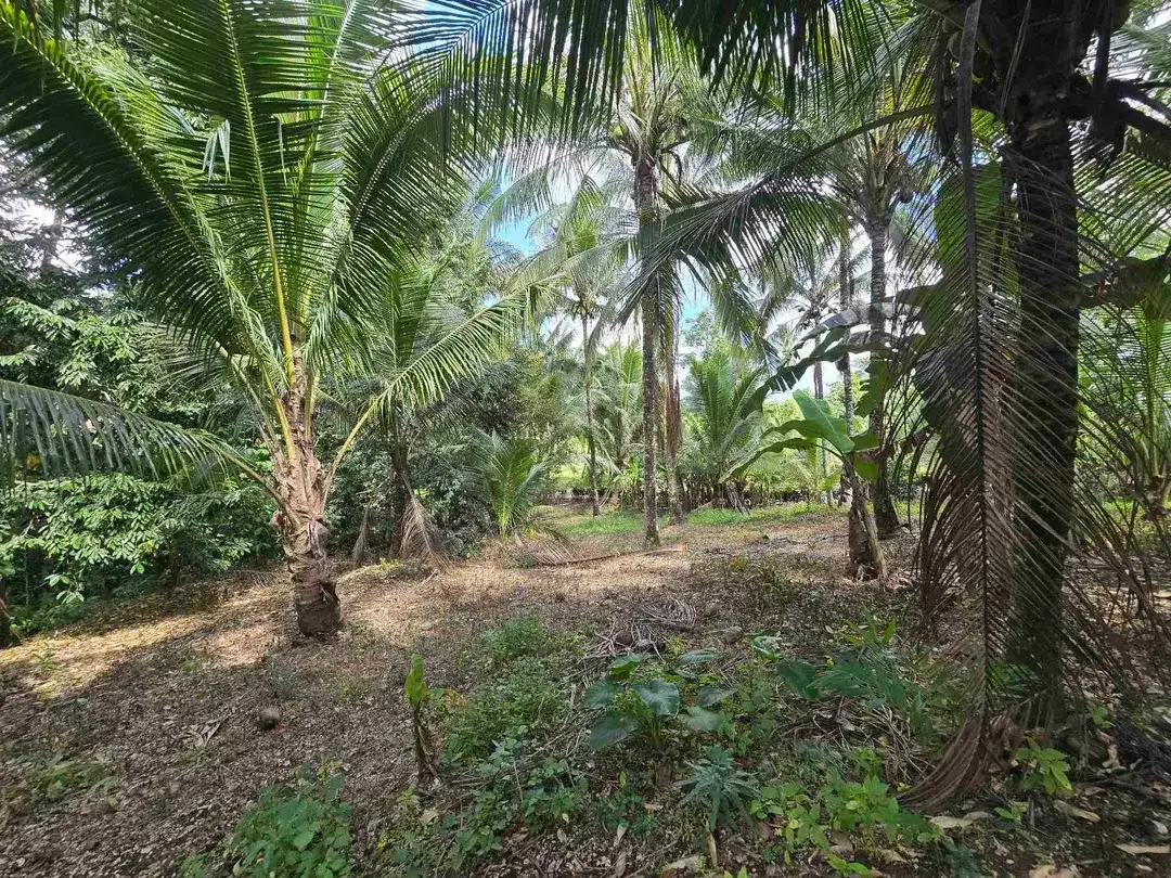 Dijual tanah datar view lambah cocok buat hunian villa di tabanan bali - Image 2 of 10