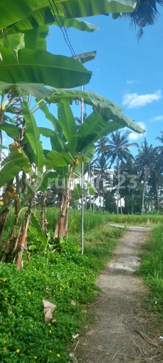 Tanah Sawah Produktip Tampak Siring Pejeng Gianyar Bali - Image 3 of 4