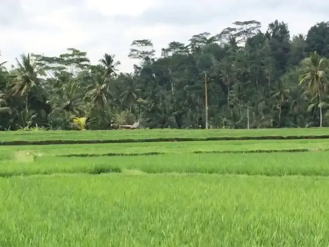 TANAH STRATEGIS LOD TUNDUH UBUD - Image 9 of 10
