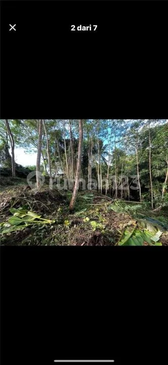 Tanah View Sungai Hutan Sawah Pejeng Harga Murah - Image 4 of 4
