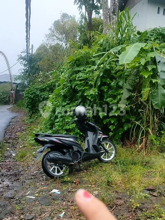 5 Ha Pinggir Jalan Aspal Untuk Investasi Lemukih Buleleng Bali - Image 2 of 4