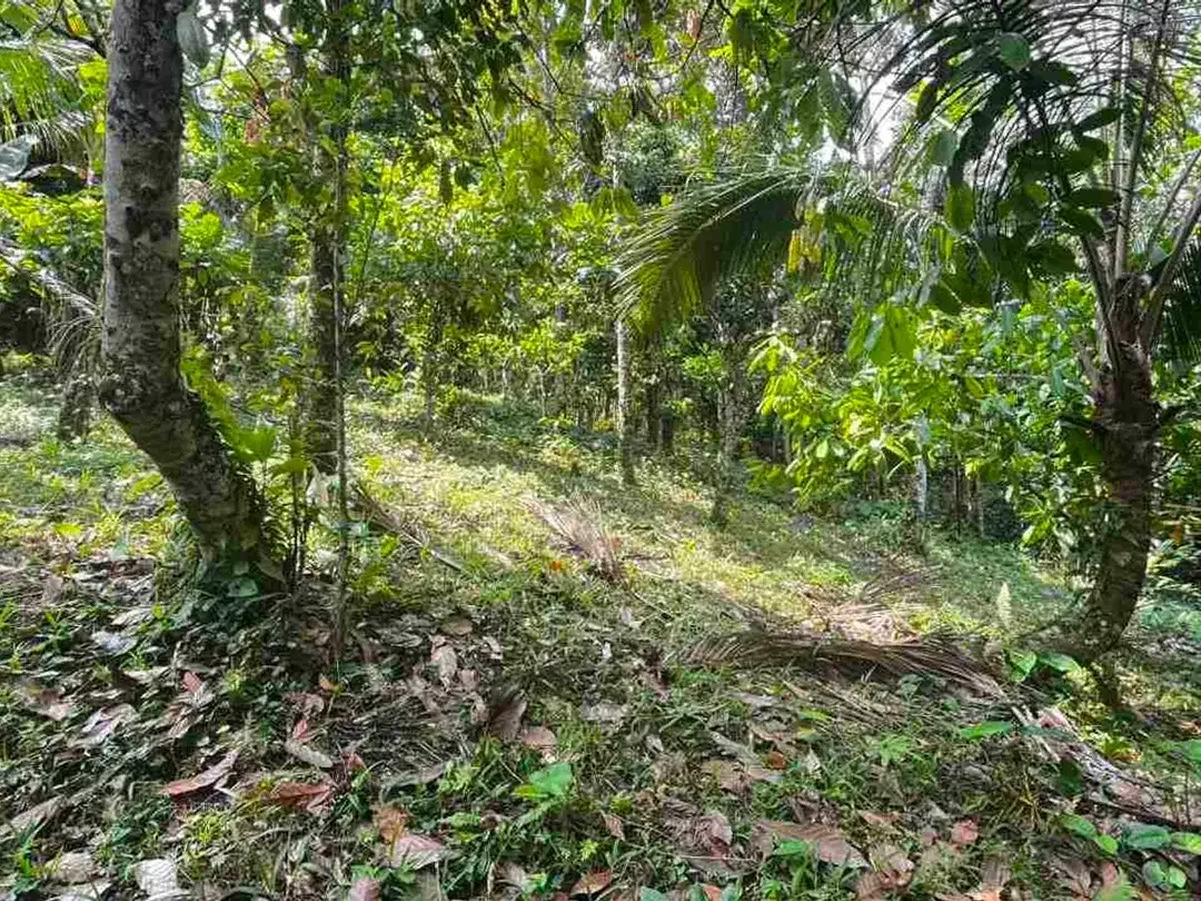 jual tanah kebun aneka buah lokal area pemukiman di tabanan bali. - Image 5 of 10