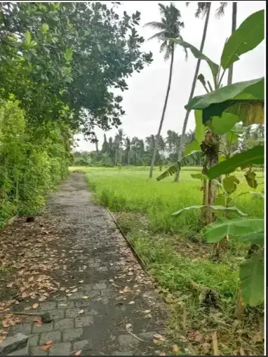 TANAH 6 ARE DI UBUD GIANYAR - Image 2 of 4
