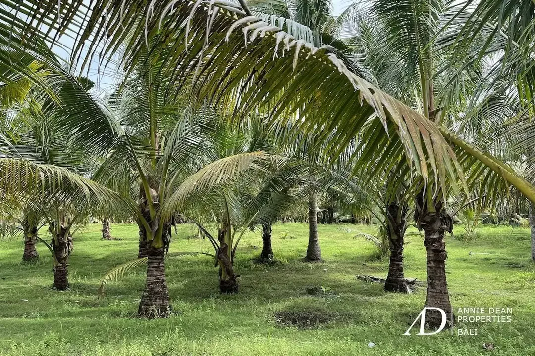 FREEHOLD LAND FOR SALE IN PANTAI MELAYA, JEMBRANA (257 ARE) - Image 4 of 9