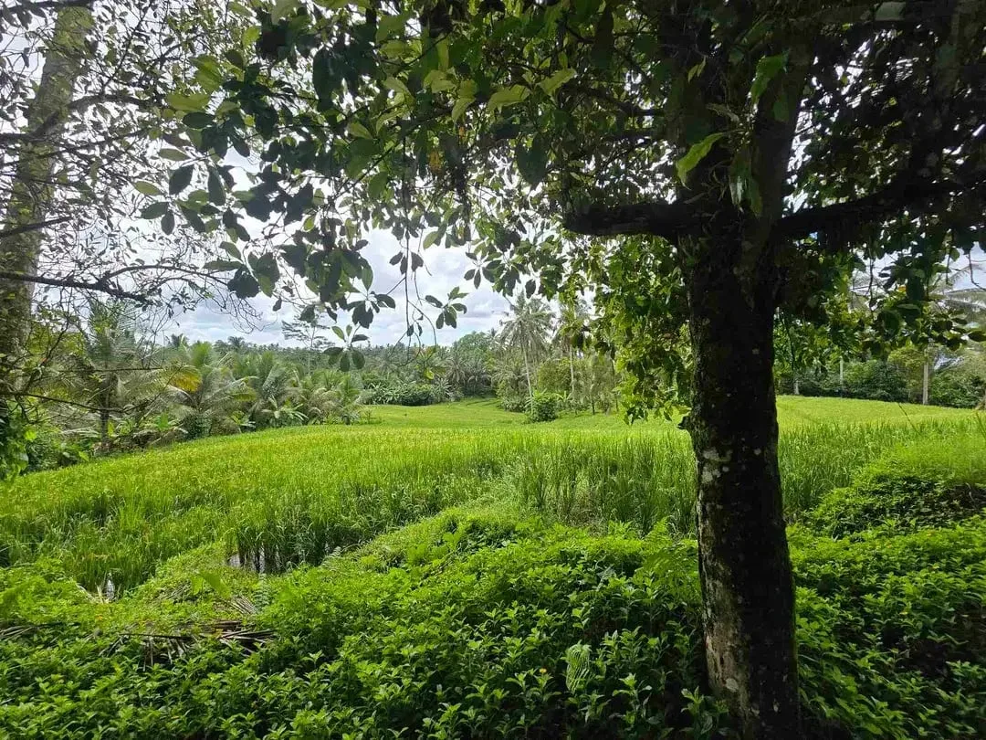 Dijual tanah view sawah cantik di kawasan villa di bali - Image 1 of 10