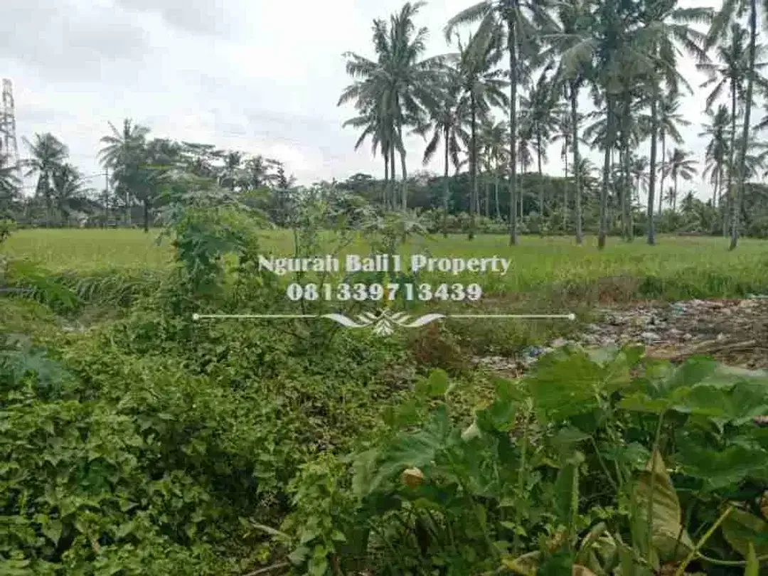 BUC Dijual Tanah Murah Luas 500 m2 Kawasan Villa di Lodtunduh Ubud - Image 2 of 4