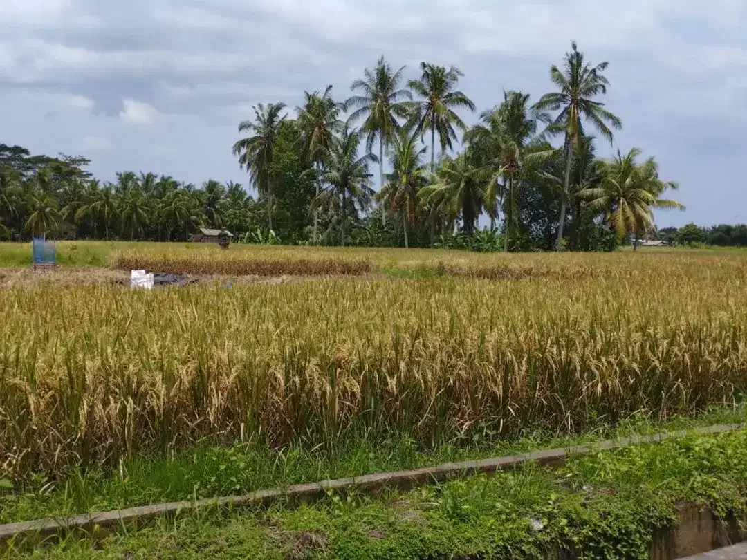 BUC 6 are Tanah Sawah di Singapadu kaler Gianyar Bali - Image 2 of 8