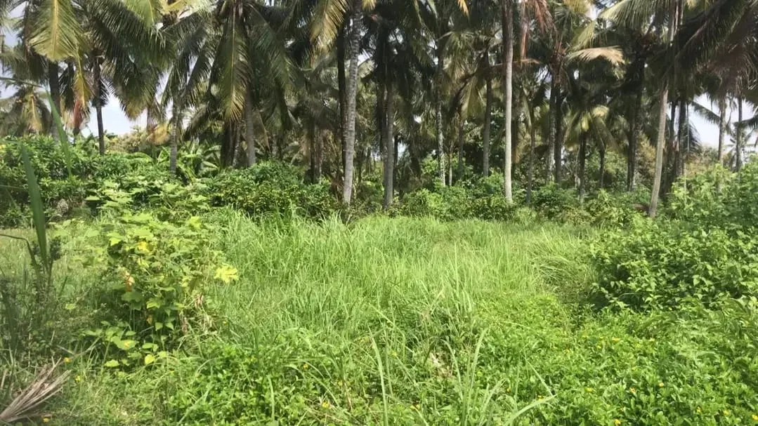 Dijual tanah murah dengan view sawah terasering di tabanan bali - Image 7 of 9
