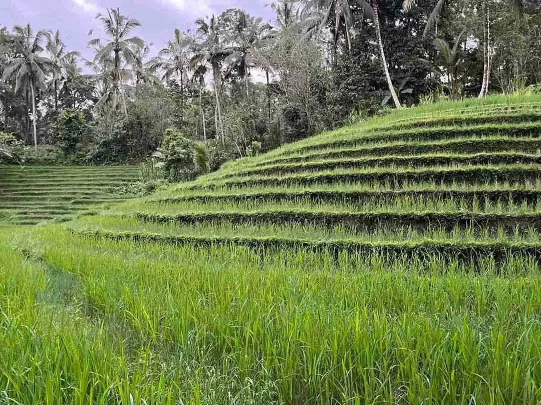 jual tanah kebun Los sungai, view sawah cantik dan sunset yang indah di tabanan bali. - Image 2 of 10