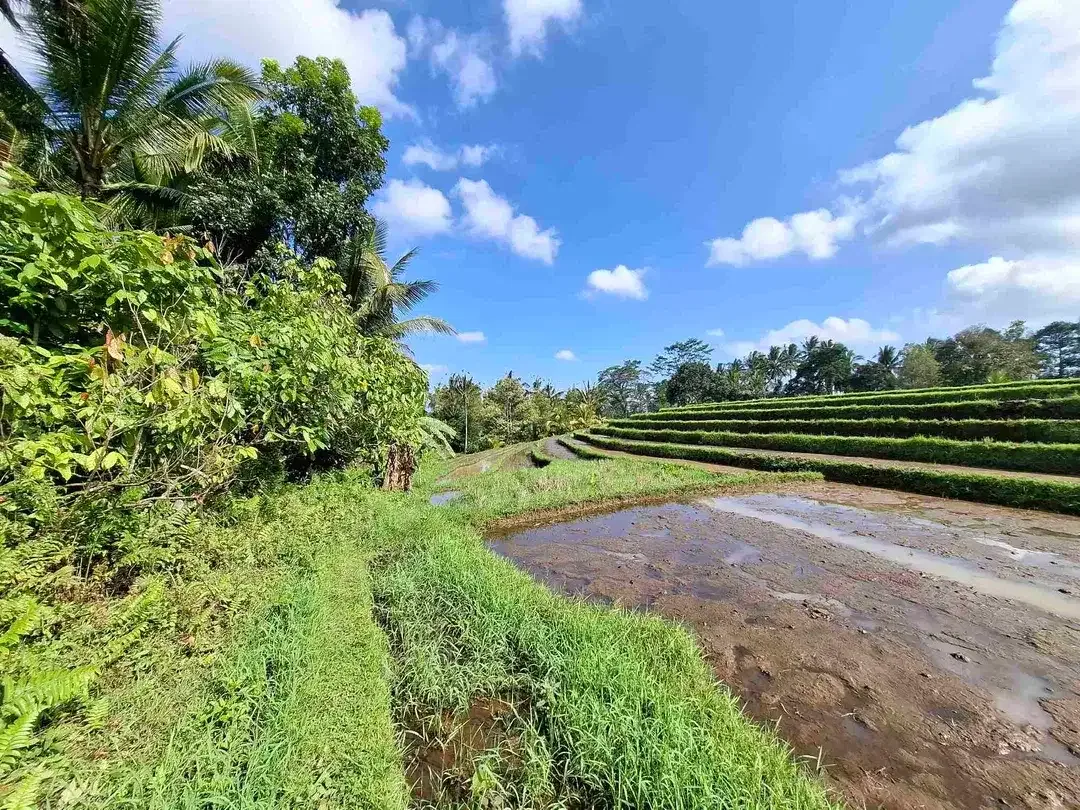 di jual tanah kebun manggis langka dan subur dengan view sawah terasering yang menggelingi lahan - Image 4 of 10