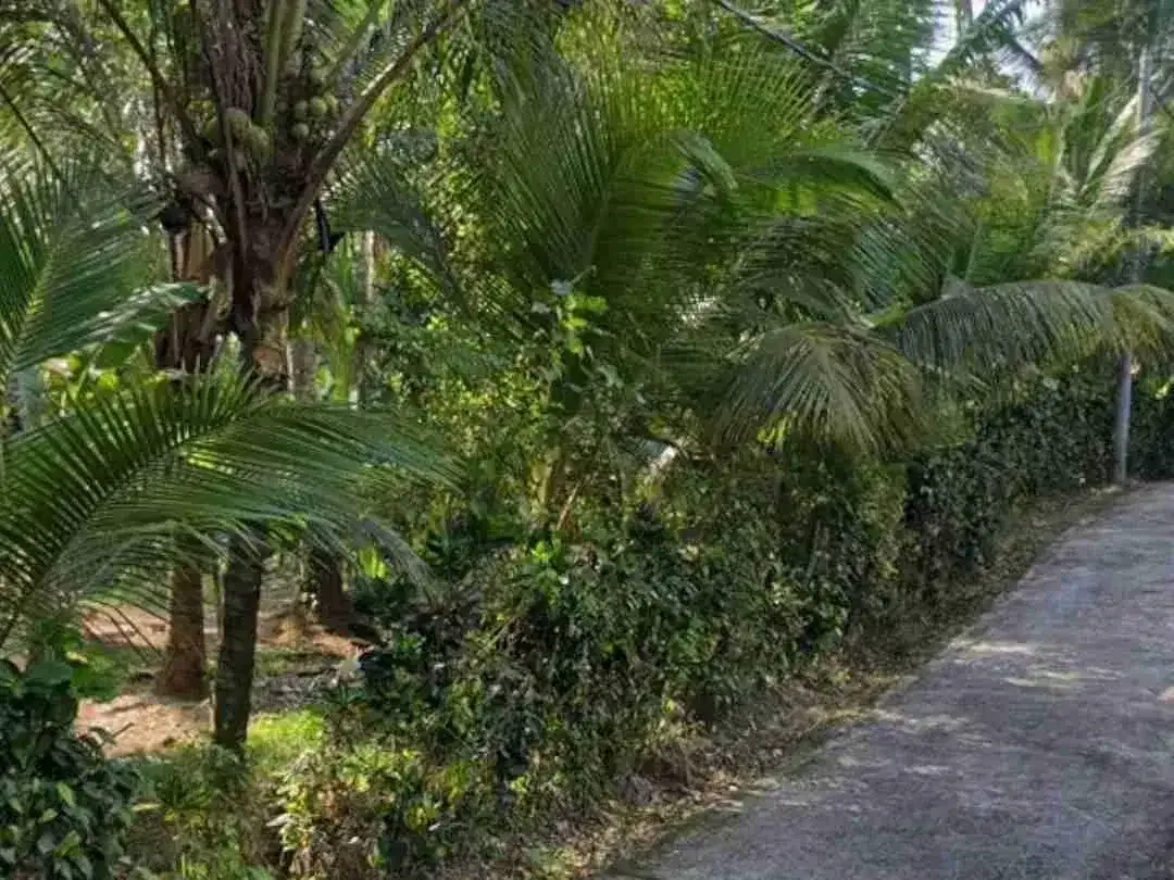 Tanah Kebun Cocok Tanam Durian di Tabanan Bali - Image 2 of 5