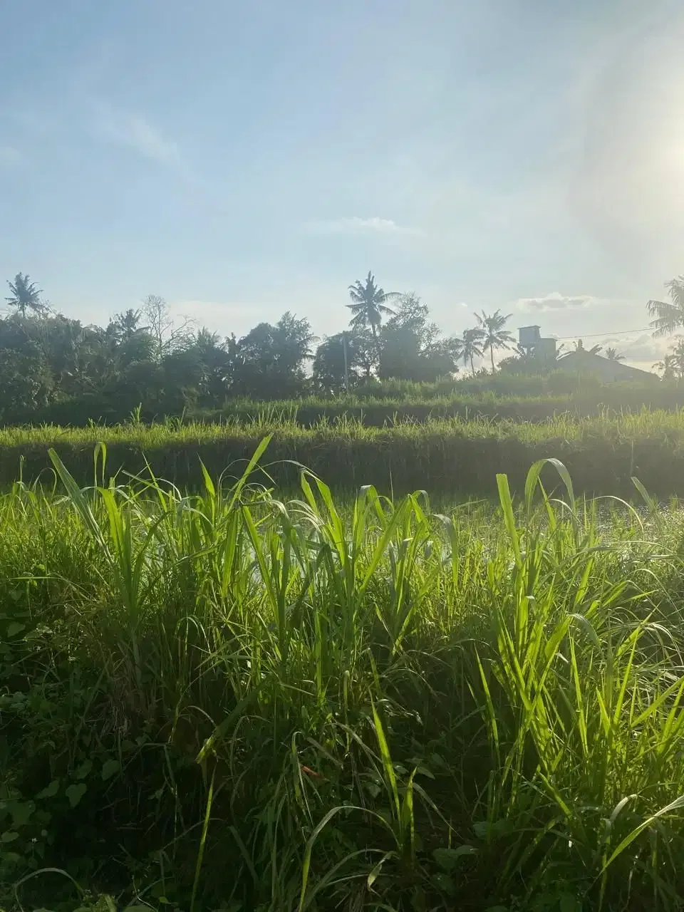 BUC Tanah 21 are Pinggir Jalan Utama di Pering Gianyar - Image 2 of 6