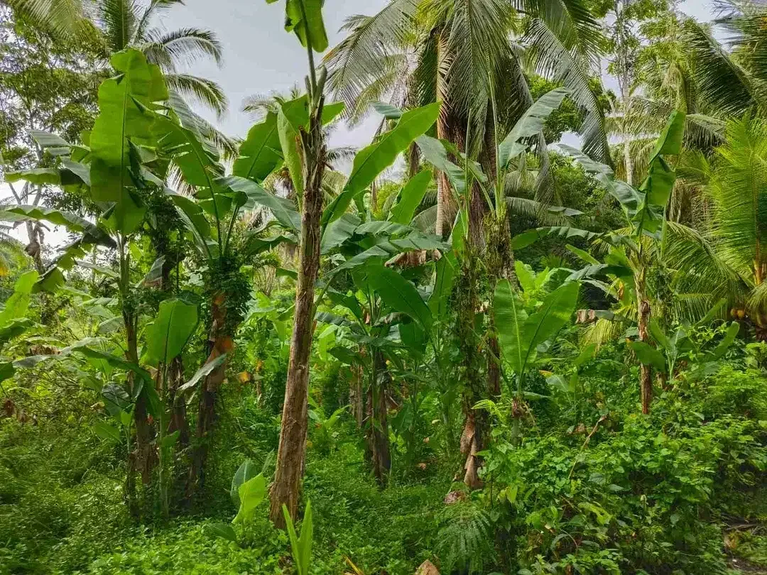 di jual tanah strategis dekat pantai zona pink Los sungai view sawah di tabanan bali - Image 8 of 9
