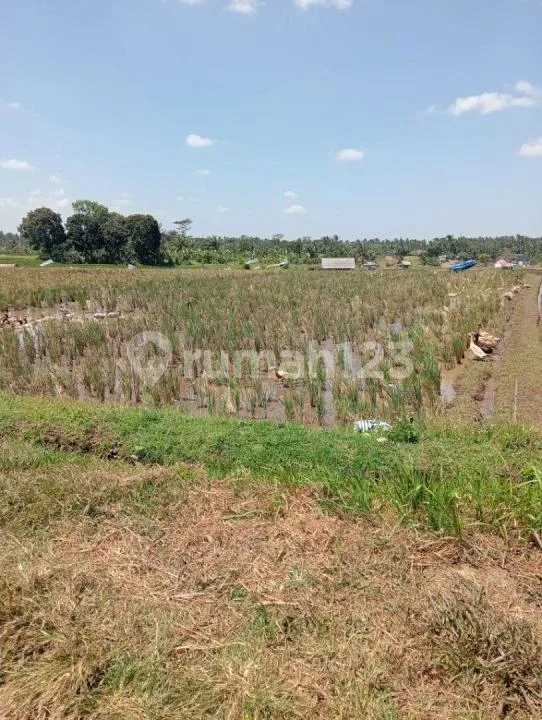Jual Tanah Sawah Murah di Tabanan View Gunung dan Laut - Image 1 of 4