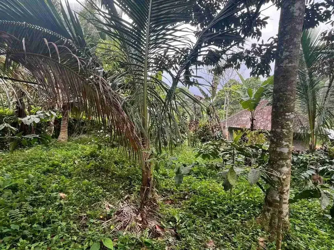 jual tanah Luas kecil ketinggian 550 MDPL di tabanan bali. - Image 8 of 10
