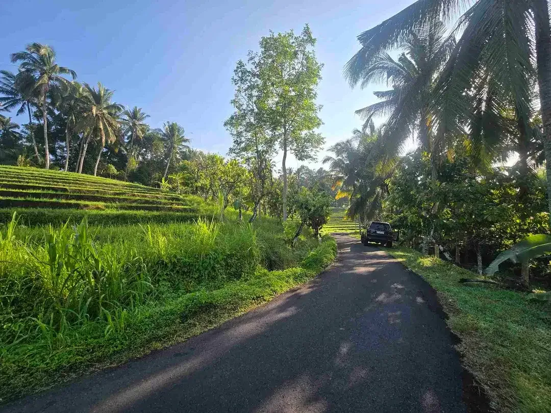 Dijual tanah kecil  sawah dan kebun di lingkungan villa tabanan bali - Image 6 of 10
