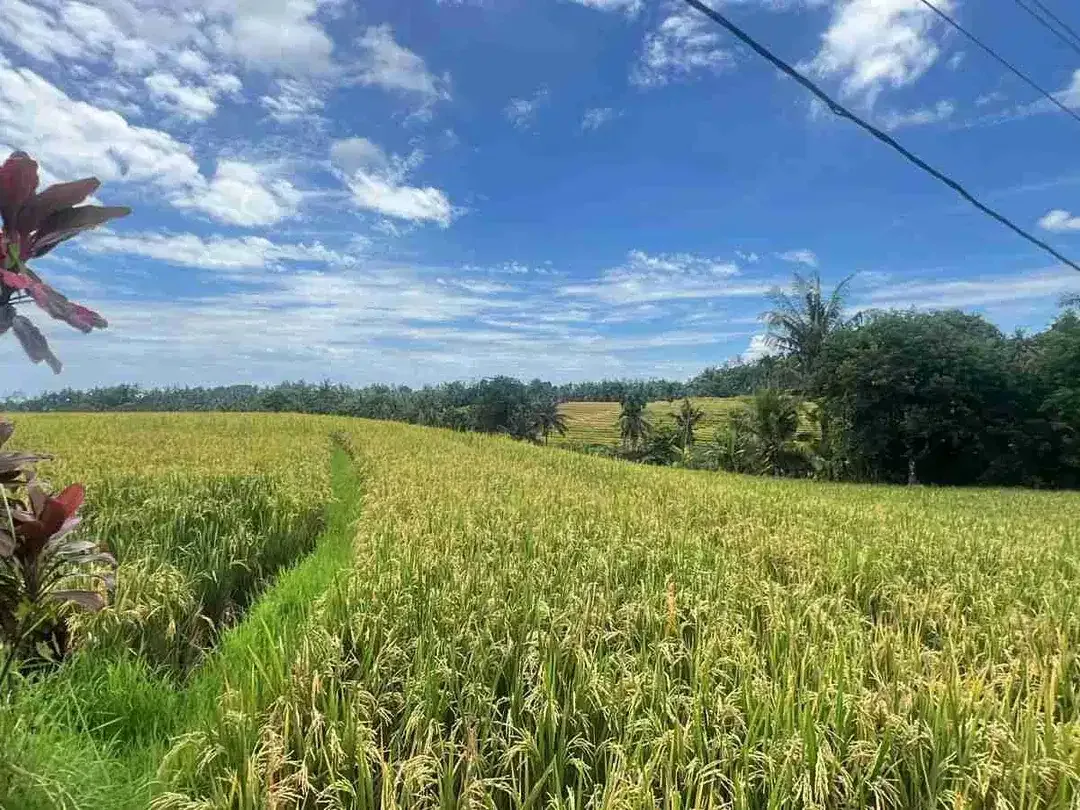 Jual kebun durian premium harga murah view bagus di tabanan bali. - Image 5 of 10