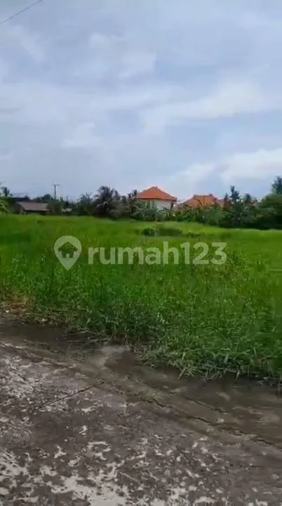 Tanah Luas Strategis Jual Cepat di Tabanan - Image 2 of 4